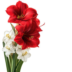 Red amaryllis flowers and white daffodils on green stems  isolated on transparent background transparent background