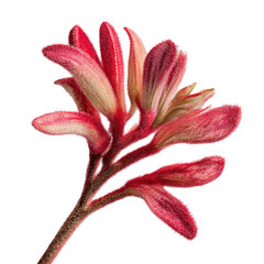 Red and pink fuzzy plant leaves on a stem isolated on white background transparent background