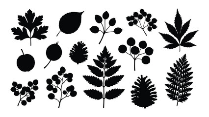 A collection of black silhouettes of various leaves and berries on a white background isolated on white background, Vector © SILHUETTECHEMBER