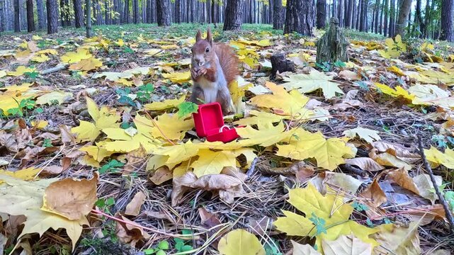 Red squirrel hops through yellow leaf litter, stops at a red gift box with ring, stands upright and paws the lid, tail shaking, then it turns and scampers fast across leaves.