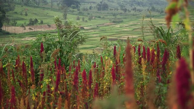 Foreground vibrant amaranth field with red quinoa plants overlooking terraced rice paddies and green hills in misty Rwanda highland landscape