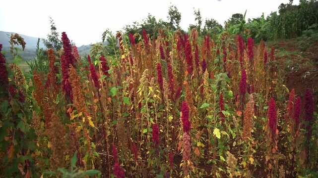 Vibrant amaranth field with red and orange quinoa waving in wind on hillside farm against misty mountains and banana trees, tropical Africa