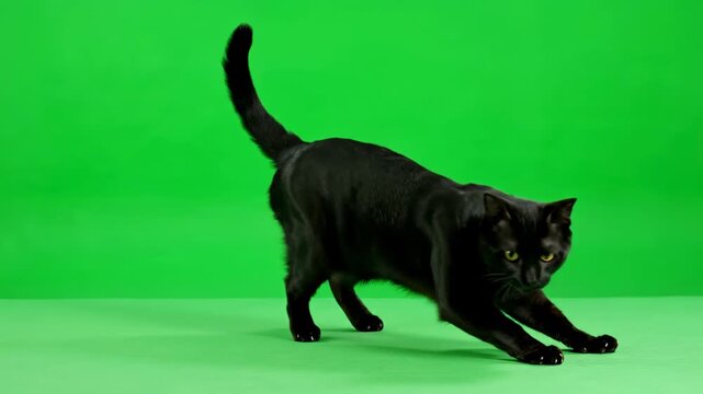 A stealthy black cat pouncing forward with focused intent on a green screen ambush, cat attack, cute