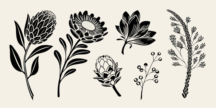 A collection of black and white botanical illustrations featuring protea flowers