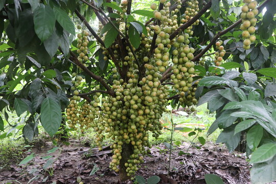Huge fruit bearing on a Baccaurea motleyana tree. Also known as rambai, this tropical fruit tree produces clusters of round fruits that ripen to yellowish or reddish hues 