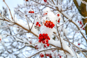 Red viburnum berries on a branch under the snow. The viburnum bush is covered with snow in winter