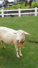 Fototapeta premium white sheep in the field