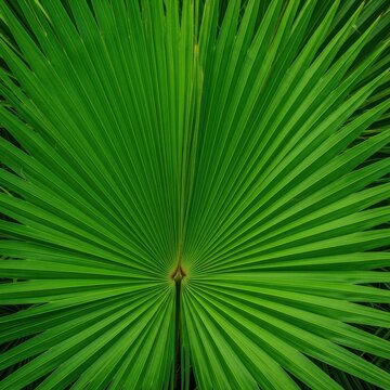 A sharp, detailed close-up of vibrant green sabal palm fronds showcasing intricate textures, natural fan patterns, and tropical warmth, spring, texture, natural