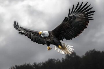 Fototapeta premium Majestic bald eagle soaring with outstretched wings over dark forest under dramatic cloudy sky conveying power and freedom