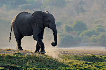 Silhouette of an African elephant (Loxodonta africana) in dust, Chobe National Park, Botswana