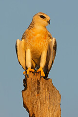 A black-winged kite (Elanus caeruleus) perched on a branch against a clear blue sky, South Africa