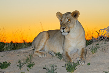 An alert African lioness (Panthera leo) resting at sunset, Kalahari desert, South Africa