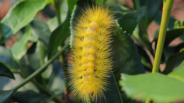 Yellow hairy caterpillar showing beautiful bristle.