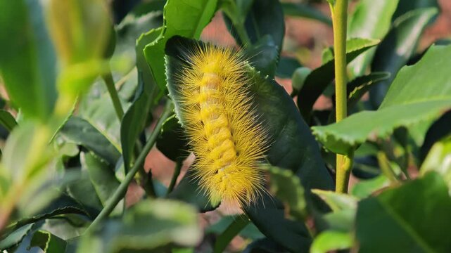 Yellow hairy caterpillar showing beautiful bristle.