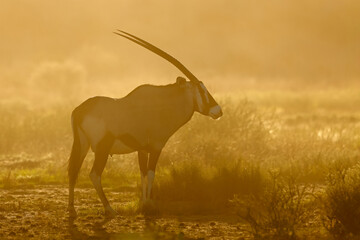 A gemsbok antelope (Oryx gazella) standing in dust at sunset, Kalahari desert, South Africa