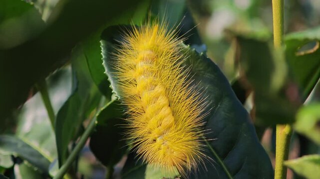Yellow hairy caterpillar showing beautiful bristle.