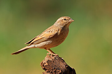 A lark-like bunting (Emberiza impetuani) perched on a branch, South Africa