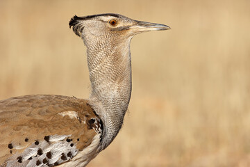 Portrait of a kori bustard (Ardeotis kori) in natural habitat, Kalahari desert, South Africa