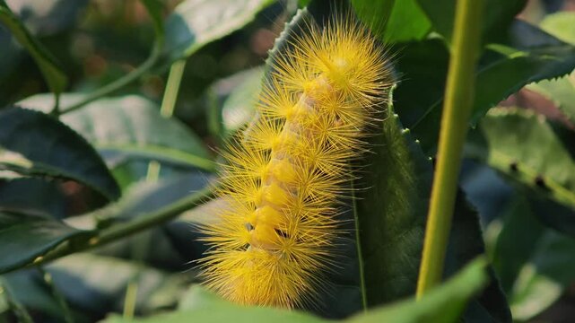 Yellow hairy caterpillar showing beautiful bristle.