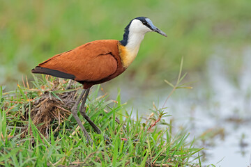A colorful male African jacana (Actophilornis africana) in natural habitat, Chobe National Park, Botswana