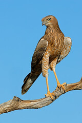 An immature pale chanting goshawk (Melierax canorus) perched on a branch, Kalahari desert, South Africa