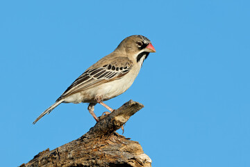 A small scaly-feathered weaver (Sporopipes squamifrons) perched on a branch, South Africa