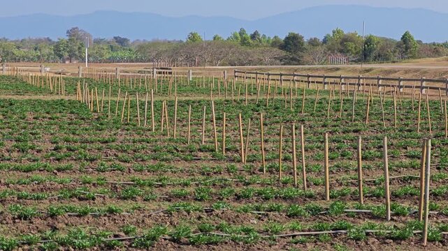 Bamboo poles in a vegetable garden.