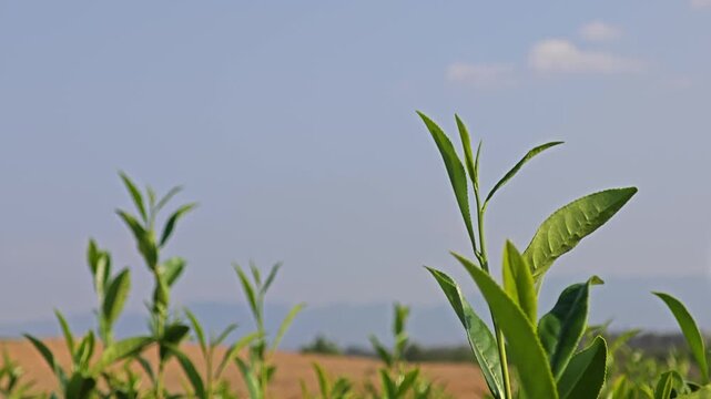 Green tea plantation nature scenery.