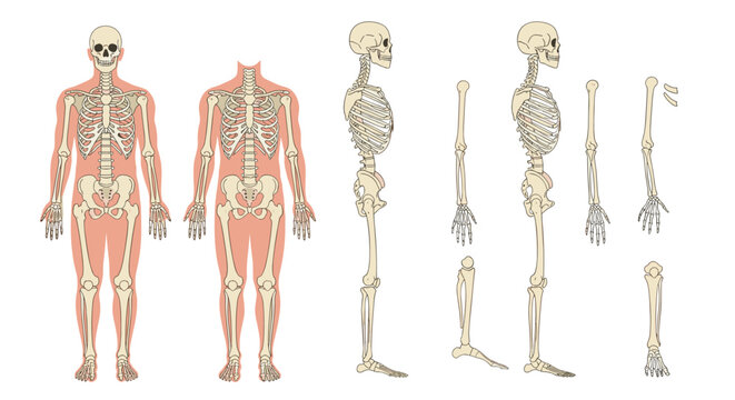 Detailed anatomical diagrams of the human skeletal system showing different views of the skull spine and limbs.