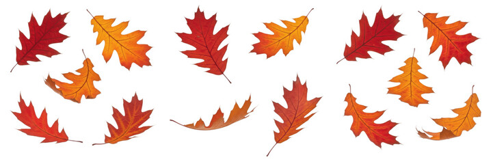 Fototapeta premium Ultimate Seasonal Botanical Collection - Set of Autumn Oak Leaves, Fresh Mint, Basil, Spinach, Kale, Romaine, Curry, and Bay Leaves Isolated on White for Seasonal Branding and Food Design