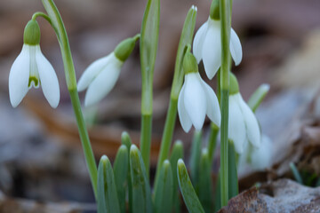 Group of snowdrop flowers blooming in early spring forest. Small group of blooming snowdrop flowers growing in woodland environment. Close-up composition with soft blurred background 