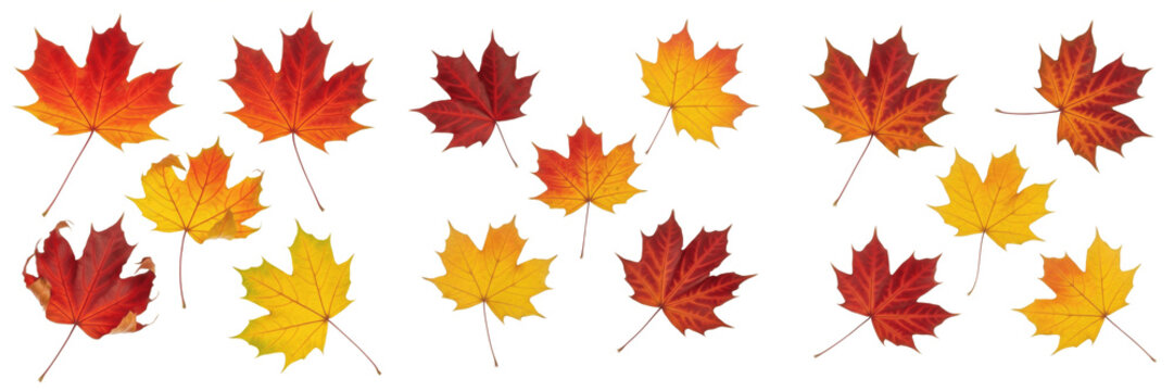 Collection of Colorful Autumn Maple Leaves in Red and Orange Isolated on White Background
