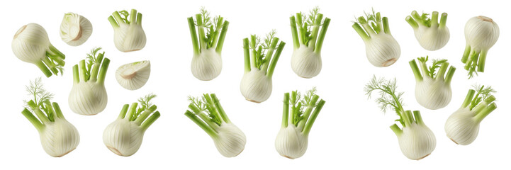Fresh Organic Fennel Bulbs with Green Fronds Isolated on a White Background