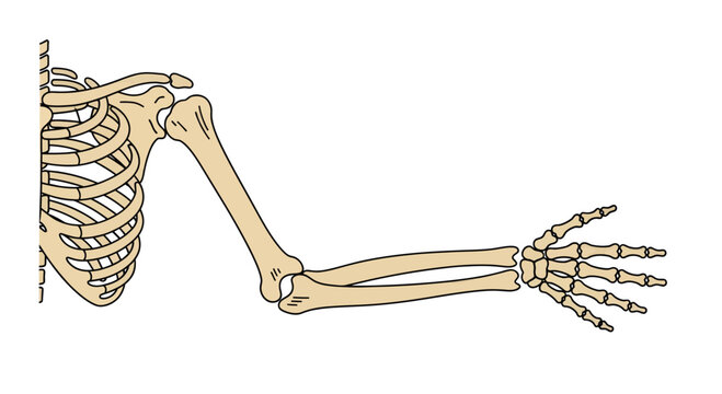 Human arm skeleton illustration, vector style graphic, medical anatomy, educational resource