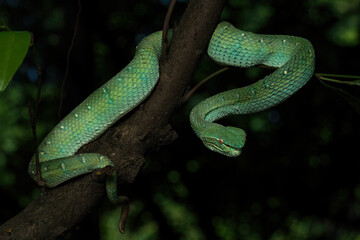 Obraz premium A Bornean Keeled Green Pit Viper (Tropidolaemus subannulatus) is a highly venomous and arboreal snake, in a rainforest in Indonesia.
