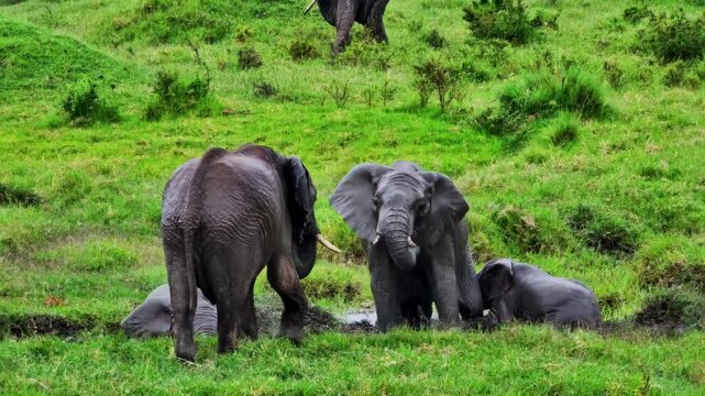 Two wild elephants interact while wallowing in a mud hole.