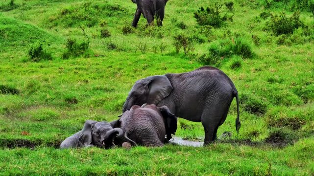 Young African elephant calf nudges itself free from under a clumsy adult elephant while wallowing in the mud.
