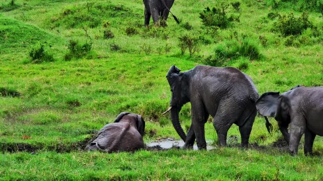 Three wild elephants interact while wallowing in a mud hole to stay cool.