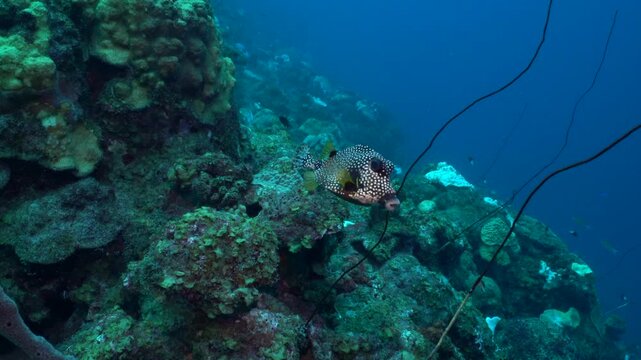 Smooth trunkfish swims towards the camera, in the background is a hard coral covered reef, with multiple reef fish swimming in the background.