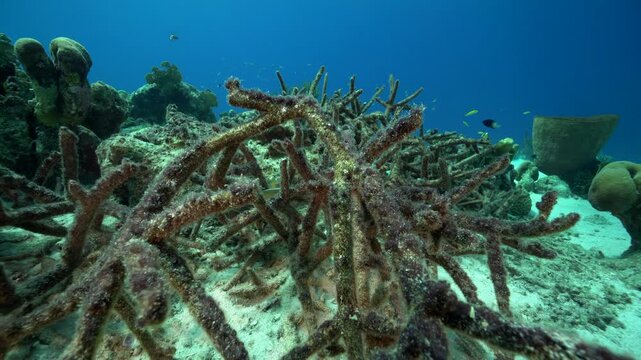 Steady shot of a thicket of dead and algae covered staghorn (Acropora cervicornis) coral.