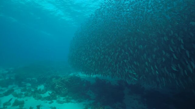 A large silver baitball moves and swirls gently across a shallow coral reef.