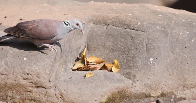 Closeup Rare Nilgiri Wood Pigeon walking and hopping on steam stones toward a pool in the forest to quench its thirst, in slow motion
