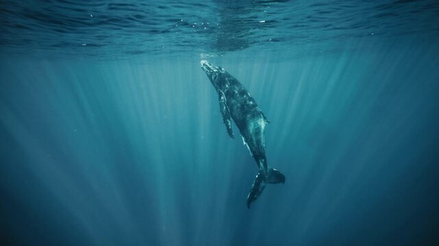Humpback whale rising vertically in tropical water, smooth slow motion natural environment centered symmetry, slow motion