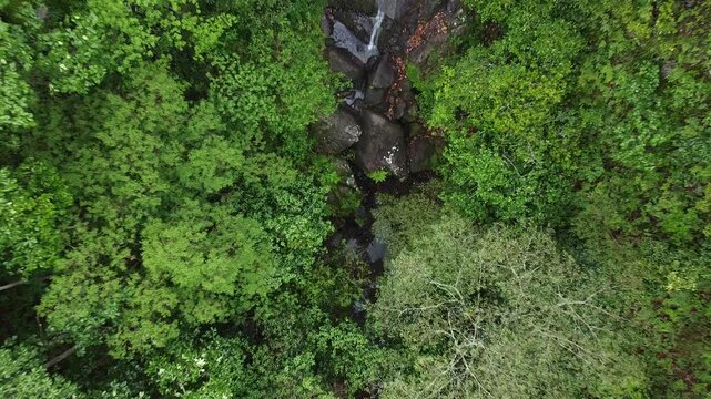 Aerial view of lush green landscape with dense vegetation.