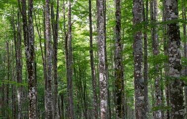 Finally in spring the forests are colored with an intense green