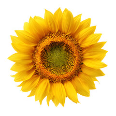 Professional Bright Yellow Sunflower Image with Large Circular Pattern for Creative Use