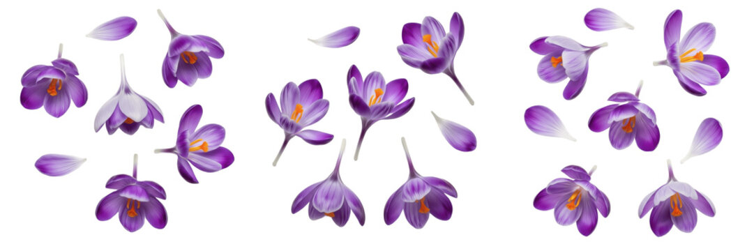 Vibrant Purple Crocus Flowers Collection Isolated on a Pure White Background