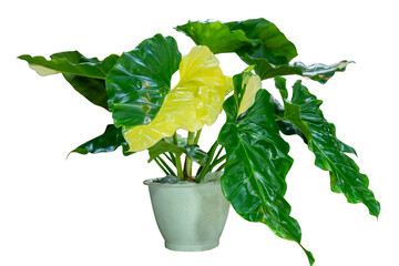 Beautiful variegated Alocasia or Philodendron plant in a pot isolated on white background. Trendy exotic houseplant with yellow and green leaves for modern home interior decor. © Yellow Boat