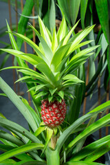 Obraz premium Close-up of a vibrant red pineapple fruit growing on its plant with sharp green leaves. Rare exotic tropical fruit in a garden, ideal for nature, agriculture, and organic food concepts.