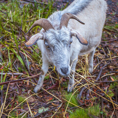 White Goat with Curved Horns Standing on Woodland Forest Floor
